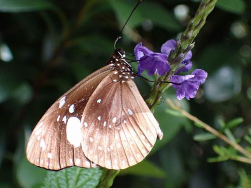 Euploea lewinii montrouzieri